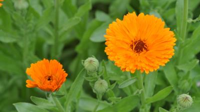 Calendula officinalis flowers 8k wallpaper