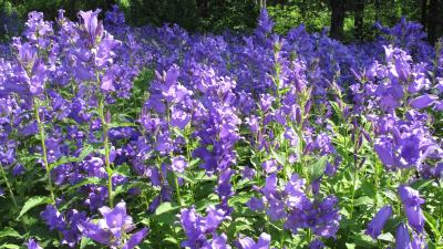 Campanula latifolia 8k wallpaper