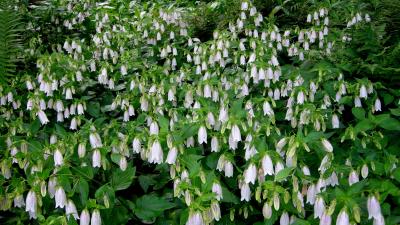 Campanula takesimana 8k wallpaper