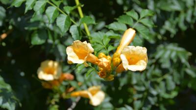 Campsis Radicans Flowers 8k wallpaper