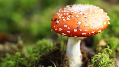 Close Up Of Mushroom Growing In Forest 8k wallpaper