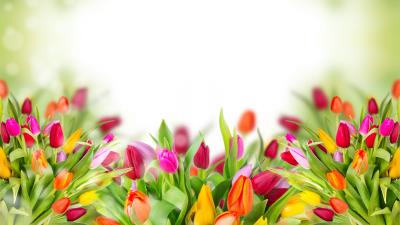 Colorful tulips image 8k wallpaper