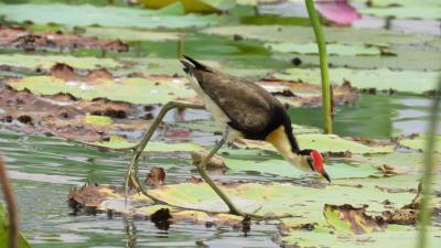 Comb crested Jacana 8k wallpaper