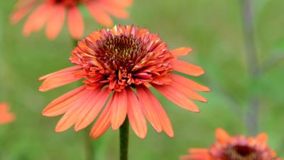 Coneflower 8k wallpaper