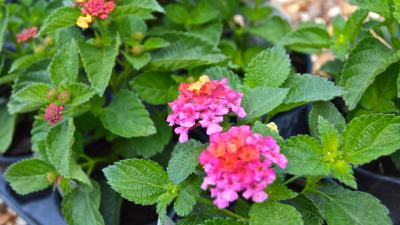 Confetti lantana 8k wallpaper