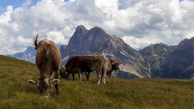 Cow Mountain Pasture 8k wallpaper