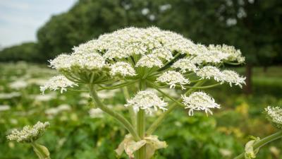 Cow Parsnip 8k wallpaper