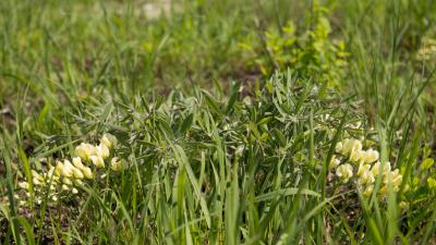 Cream Baptisia 8k wallpaper