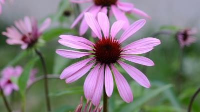 Echinacea Flower 8k wallpaper