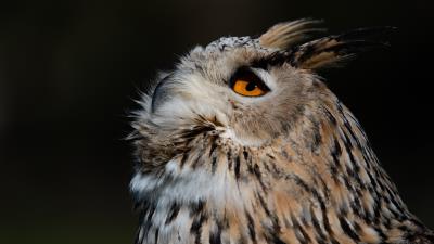 Eurasian Eagle Owl 8k wallpaper