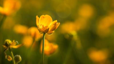 Evening Buttercup 8k wallpaper