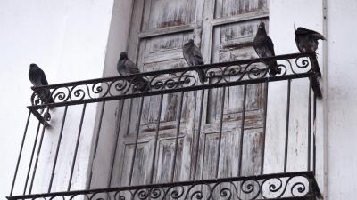 Five Pigeons On Metal Frame Ultra HD 8k wallpaper