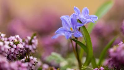 Flower Macro Ultra HD 8k wallpaper