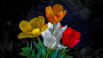 Flowers Tulip 8k wallpaper