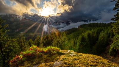 Forest Landscape Nature Sunbeam 8k wallpaper