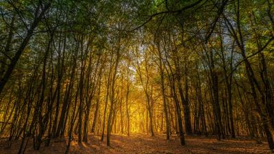 Forest Sunlight 8k wallpaper