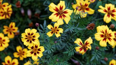 French Marigold Flower 8k wallpaper