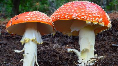 Friendly Fungus 8k wallpaper