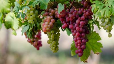 Fruit Grapes Autumn 8k wallpaper