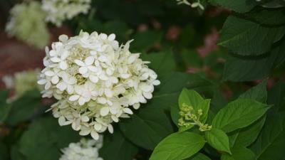 Hydrangea Paniculata 8k wallpaper