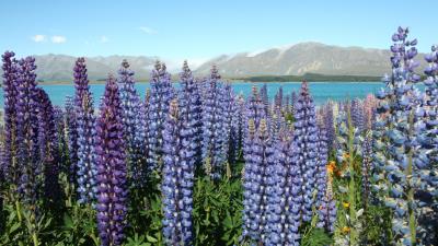 Lupins Ultra HD 8k wallpaper