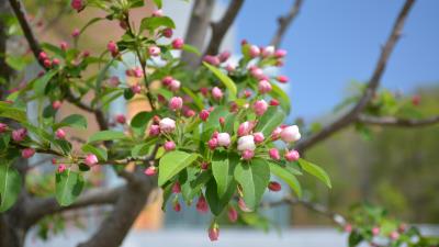 Malus Hybrids Flowers 8k wallpaper