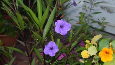 Mexican Petunia Flowers 8k wallpaper
