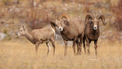 Mountain Sheep Wildlife 8k wallpaper