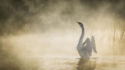 Mute swan in pond 8k wallpaper