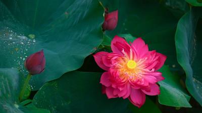 Pink Lotus Ultra HD 8k wallpaper