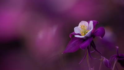 Purple Aquilegia Ultra HD 8k wallpaper