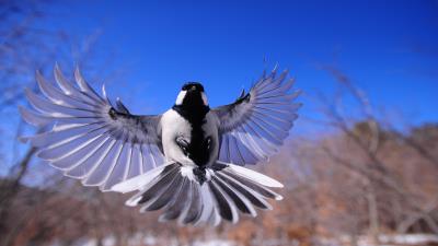 Bird flapping wings wallpaper