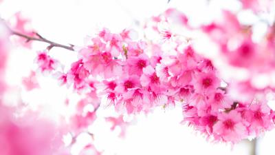 Blossom Branch Pink Flower 5K wallpaper