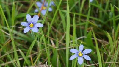 Blue eyed grass flowers 5k wallpaper