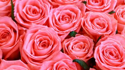 Bouquet Flower Pink Flower Pink Rose 5K wallpaper