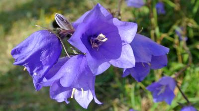 Campanula latifolia flowers 5k wallpaper