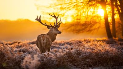 Deer in forest wallpaper
