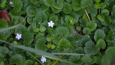 Dewdrops On Mitchella Repens Leaves 5K wallpaper