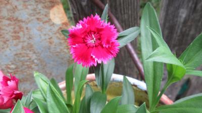 Dianthus Flower 5K wallpaper