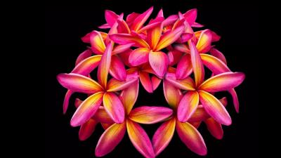 Flower Plumeria 5K wallpaper