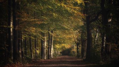 Forest Nature Path 5K wallpaper