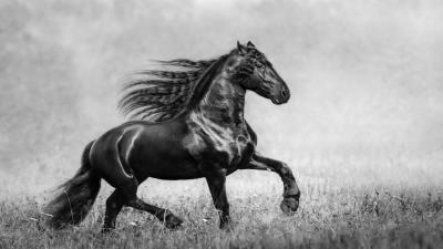 Horse black and white 5k wallpaper
