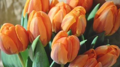 Orange Tulips Bunch 5K Ultra HD wallpaper