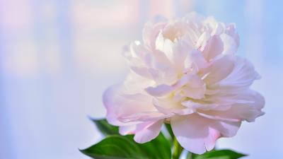 Peony Petal White Flower 5K wallpaper