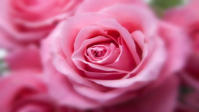 Pink rose hd img wallpaper