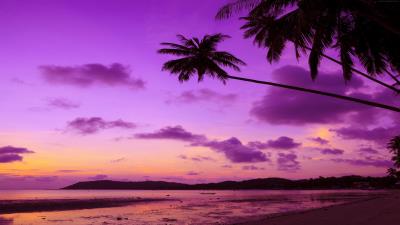 Purple palm tree wallpaper