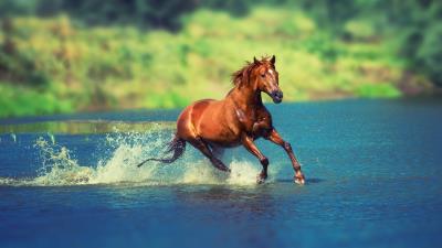 Running horse in water 5k wallpaper