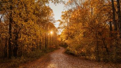 Autumn road 4k wallpaper