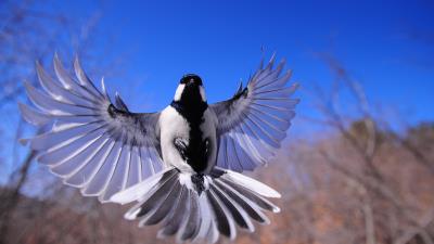 Bird flapping wi wallpaper