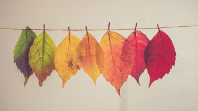 Colorful autumn leafs 4k wallpaper